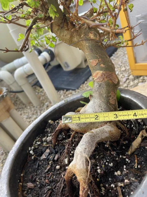 trident maple pre bonsai