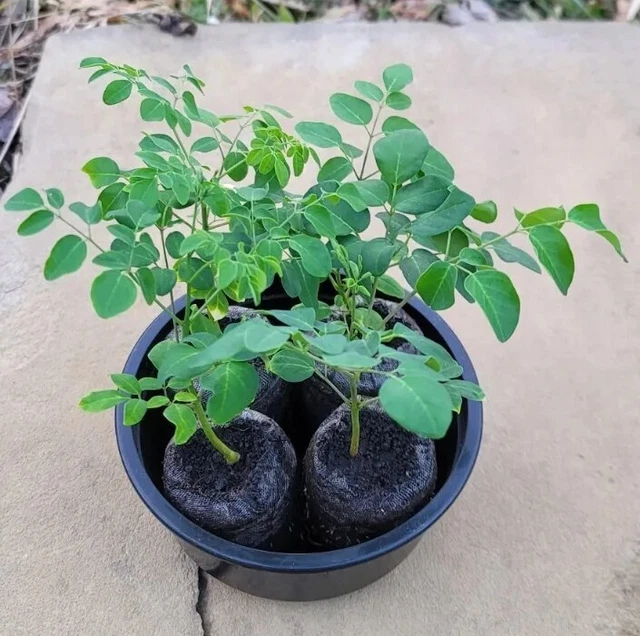 Dwarf Moringa Tree PKM-1 Seedlings (2 Per Order) High Yield and Compact