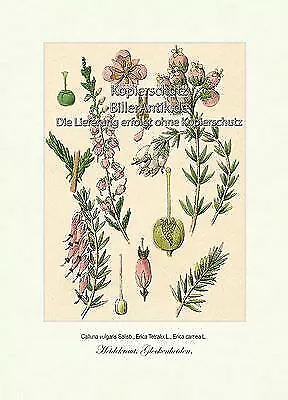 Heidekraut Glockenheiden Calluna vulgaris Salisb. Erica Tetralix Vilmorin A4 356