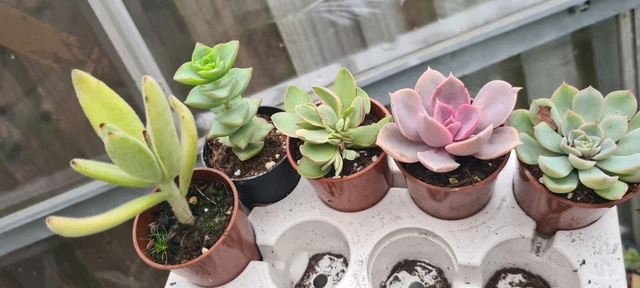 Succulents 5x