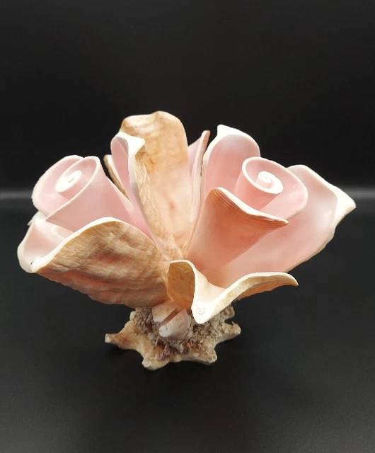 Seashell Conch Art 3 Cut Flowers Decoration Shell Centerpiece Beach House Decor