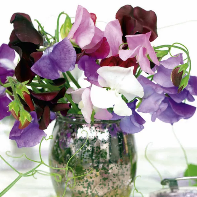 Suttons Sweet Pea Flower Seed Long Stem Fragrant Mix Approx 50 Seeds per Pack