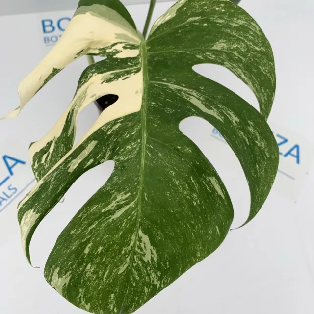 Monstera deliciosa var Borsigiana Variegated Albo ESTABLISHED PLANT Rare Indoor