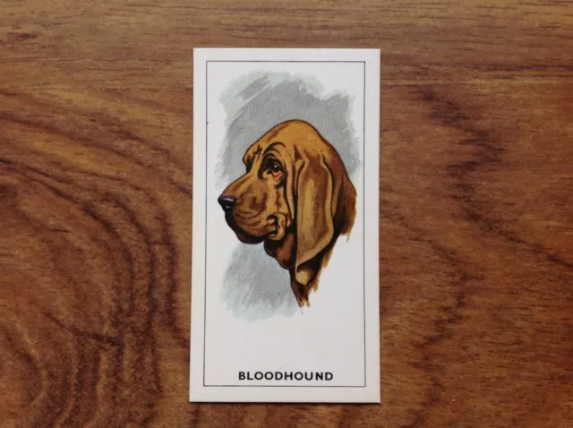 GP Tea Dogs Heads Bloodhound Card . Free UK Postage