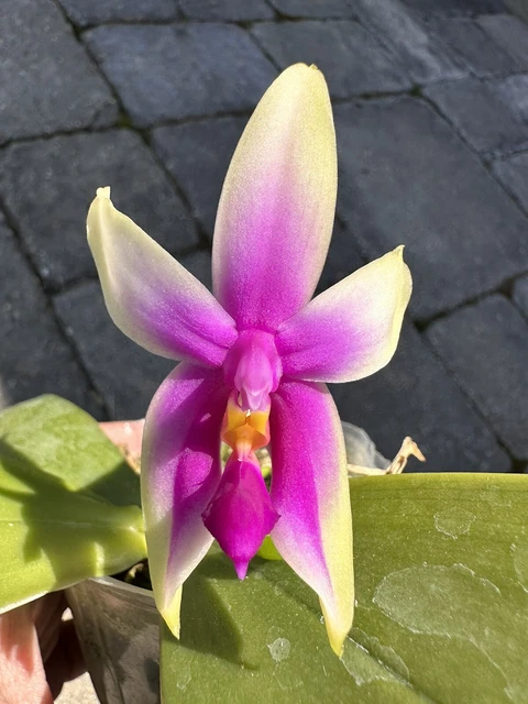 Orchid Phalaenopsis Phal. bellina 'Fire' × sib. Species. Fragrant. Actual Plant.