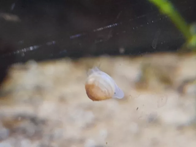 10 Pea Mussels / Clams - Wildlife Pond - Nano Aquarium - Nature - Shrimp -Triops