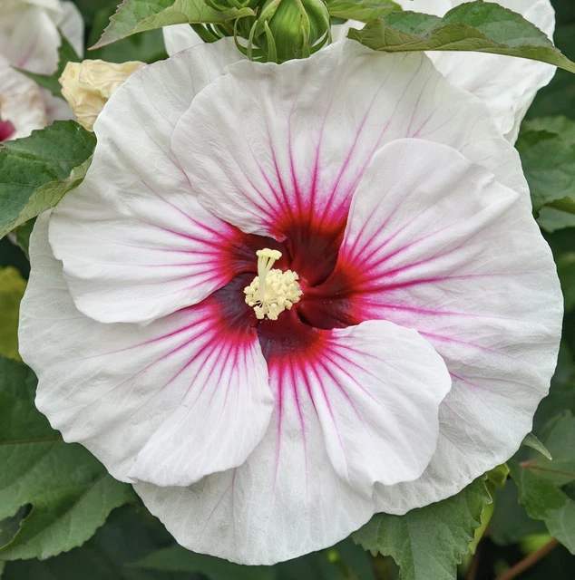 ANGEL EYES Hardy Hibiscus -- Plant in 4.5" pot