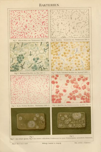 Antique Print-Overview of different bacteria-Bacillus-Bakterien-Meyers-1895