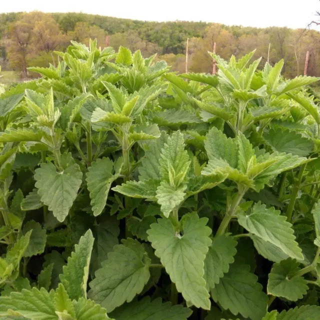 Catnip seeds