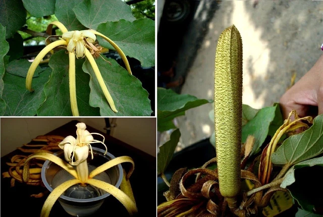 JETZT PFLANZEN ! Bananenbaum Pterospermum acerifolum für den Garten