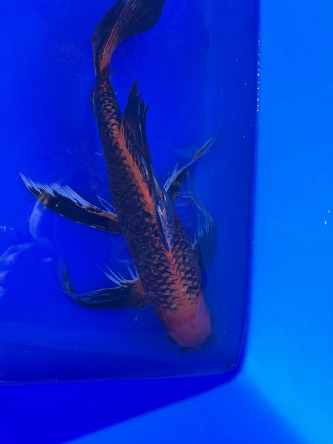 16” Butterfly koi live fish -AKA Koi Japan Tx
