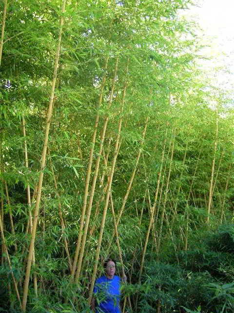 Best Yellow & Green Stemmed Bamboos in 15 Litre Large pots. 3