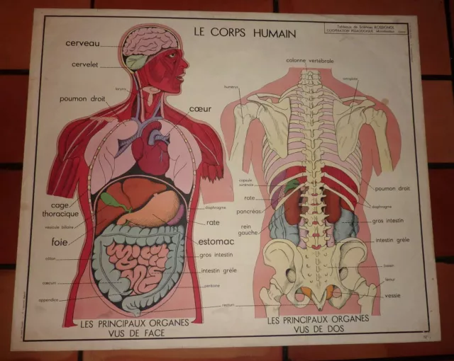 Carte affiche scolaire Rossignol Le corps humain l'appareil digestif