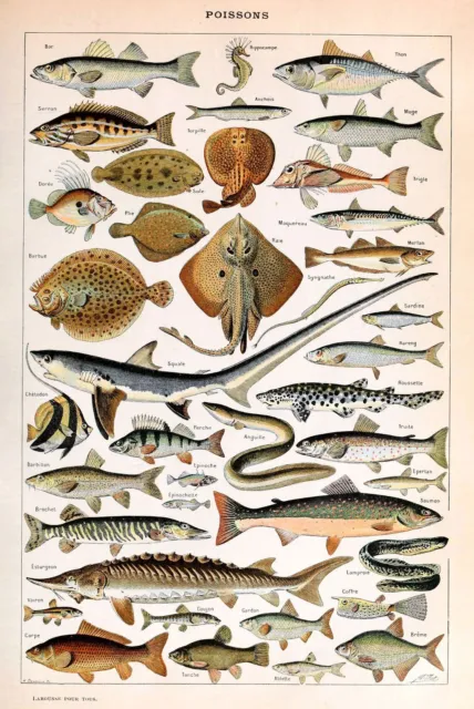 Adolphe Millot Vintage Ocean Fish Print, French Natural History Wall Art Poster