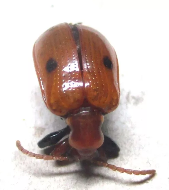 M001 PA : Criocerinae: Lilioceris species? 10mm