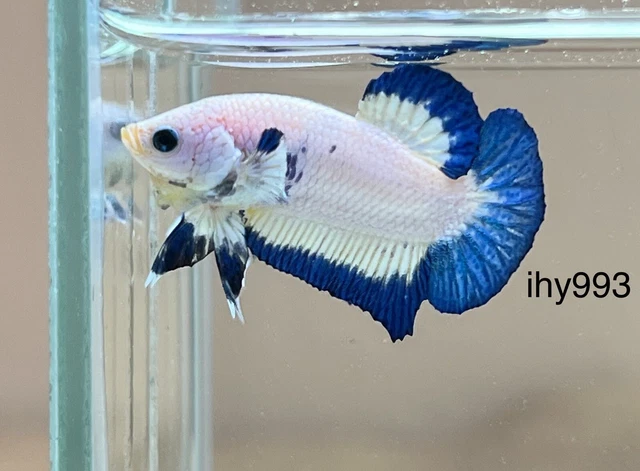 LiVe BeTtA FisH HMPK** FanCy MarBLe GalaXy**(Imported Male}**(ihy993)