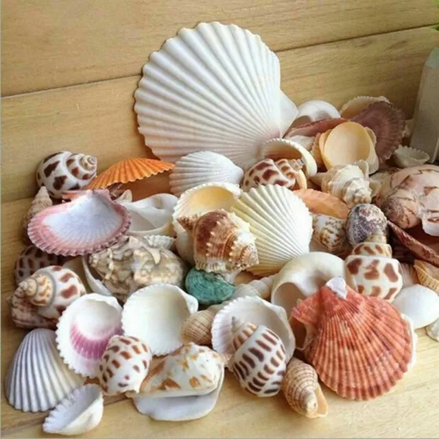 SeaShells mezclados naturales de playa 100 g cáscaras mezcla artesanales cáscaras marinas