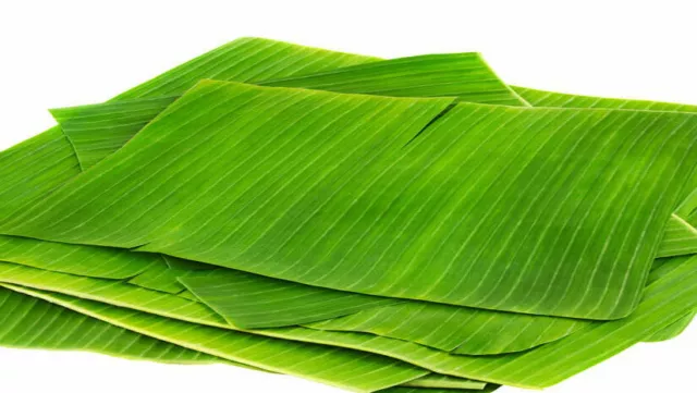 Dried BANANA leaf For Pet and Aquariums