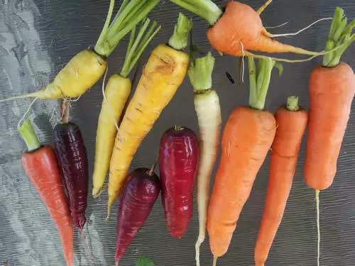 Rainbow Blend Carrot - 5 Beautiful Colour Mix - 50 Seeds