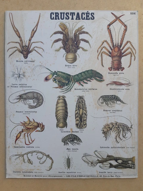 ANCIENNE AFFICHE PÉDAGOGIQUE CRUSTACÉS fruits de mer ANIMAUX MARIN ...