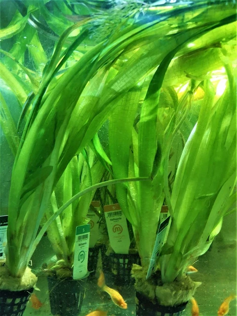 Vallisneria Gigantea - Plante Aquatique - Plante Aquarium