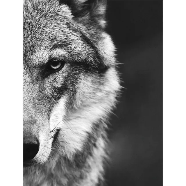 2 Black White Nordic Style Wolf Head Wall Art Picture Wild Animal Canvas Poster