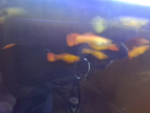 5 Assorted Fancy Guppies  Freshwater Aquarium Live Fish
