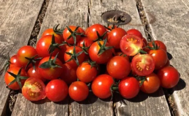 100 Graines de Tomate Cerise Bio Maison