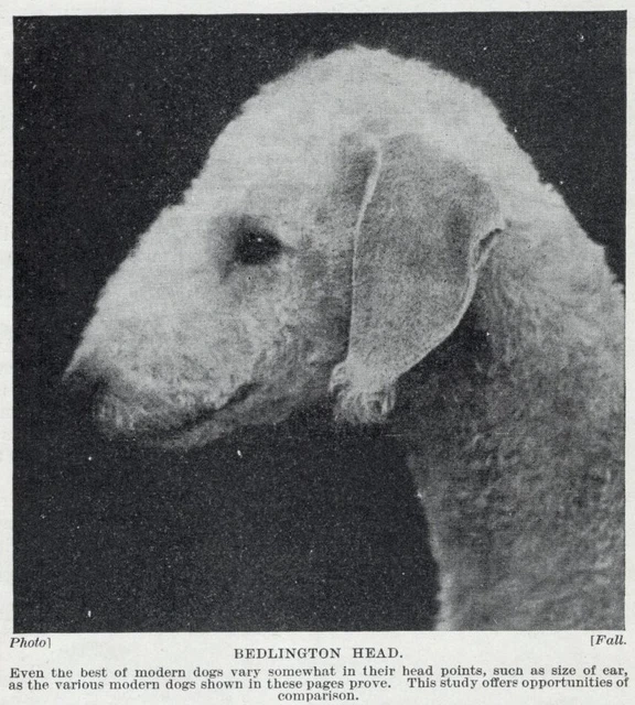 Bedlington Terrier "Head" - 1934 Vintage Dog Art "Photo" Print - CUSTOM MATTED