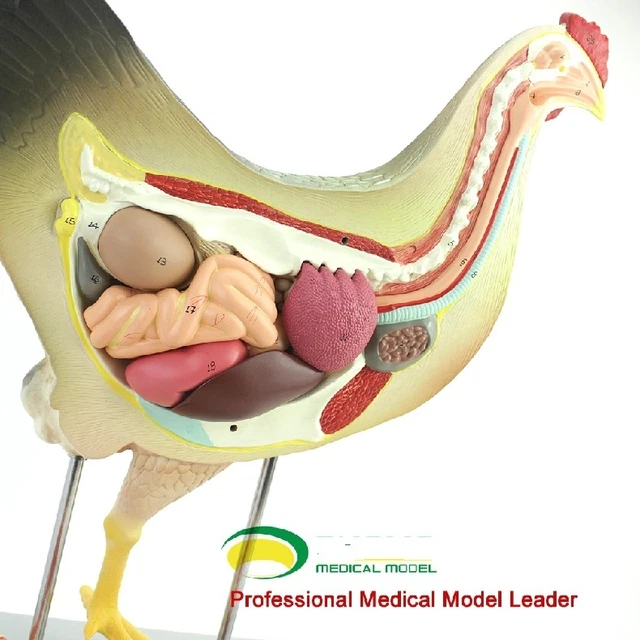 Chicken poultry anatomy model organs heart wing muscle veterinary study animal