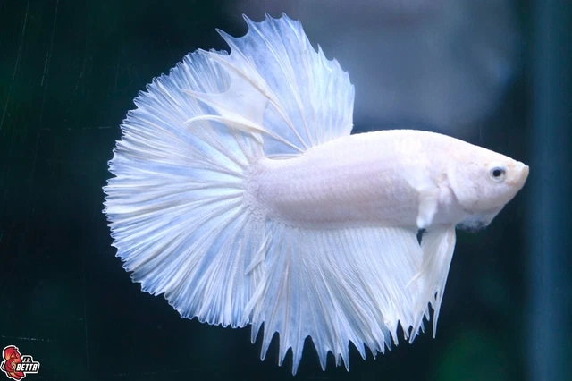 Beautiful Live Betta fish White Platinum Male Halfmoon #D950 from Thailand