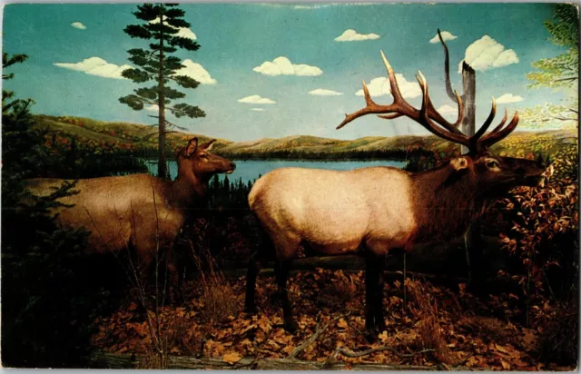 Elk Taxidermy Call of the Wild Museum Gaylord MI Vintage Postcard G07