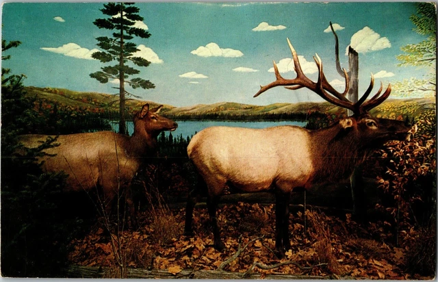 Elk Taxidermy Call of the Wild Museum Gaylord MI Vintage Postcard G07 Elk Taxidermy Call of the Wild Museum Gaylord MI Vintage Postcard G07