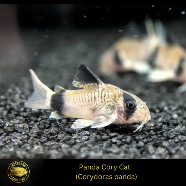 Panda Cory - Corydoras panda Catfish - Live Fish (.75" - 1")