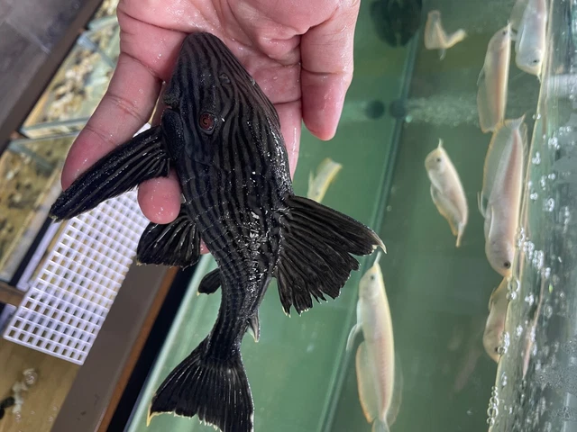 L190 Royal pleco 6-7" length live freshwater fish 2