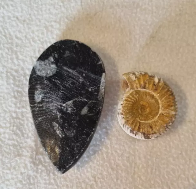 Fossils x2 various