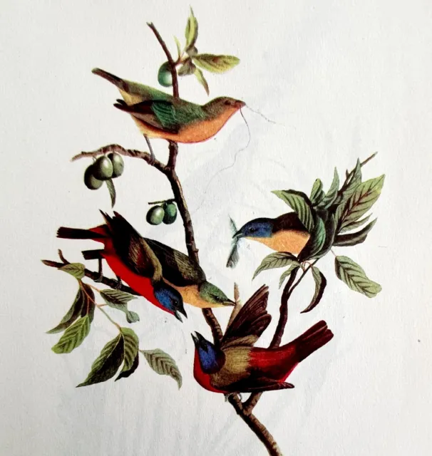 Painted Bunting Bird Lithograph 1950 Audubon Antique Art Print Finches DWP6A
