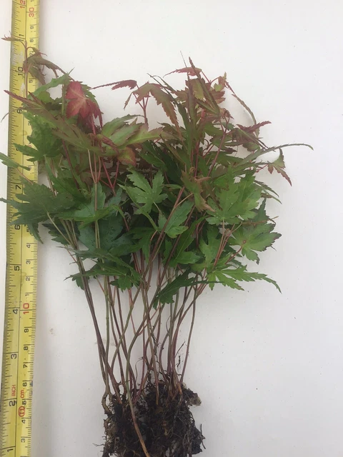 15 Bonsai Starter trees Acer Palmatum