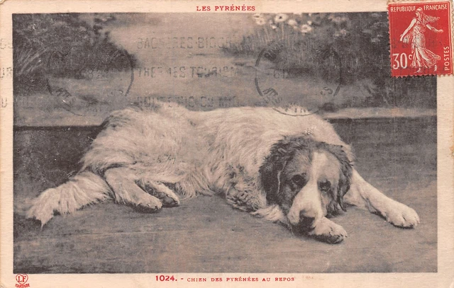 The Great Pyrenees: a natural guardian