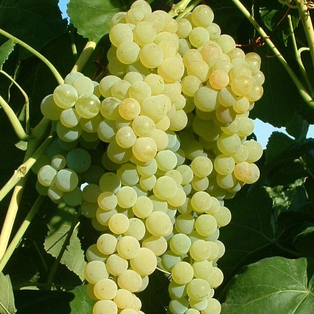 Lakemont pilzfester Wein kernlos helle Traube Weinrebe 80-100 cm 3,5 Liter Topf