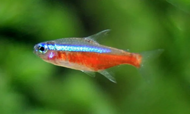 Cardinal Tetra - 9 Pack Live Fish