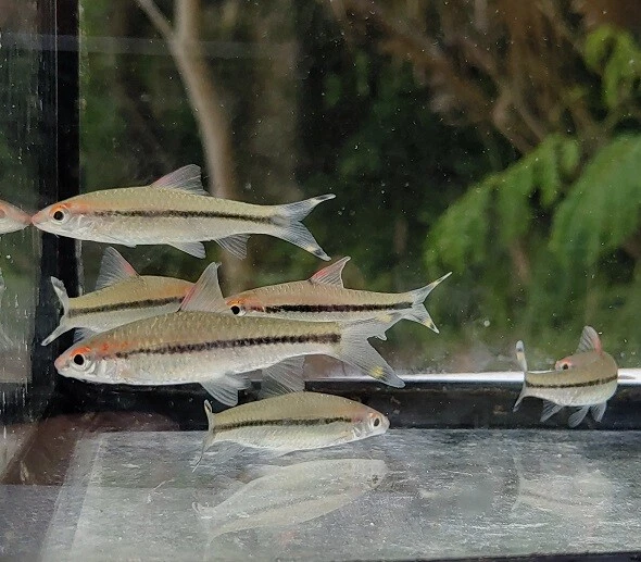 Sahyadria denisonii Denison Barb
