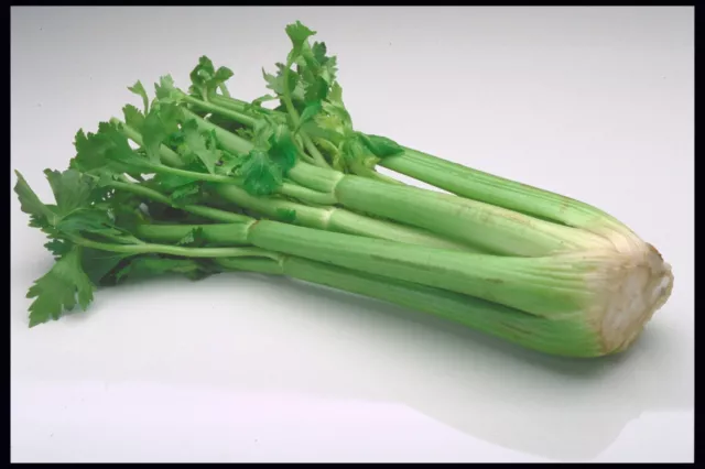 Massive Celery * 16 Inch Stalks * 200 Seeds * Cocktail Garnish*Creole Cuisine *