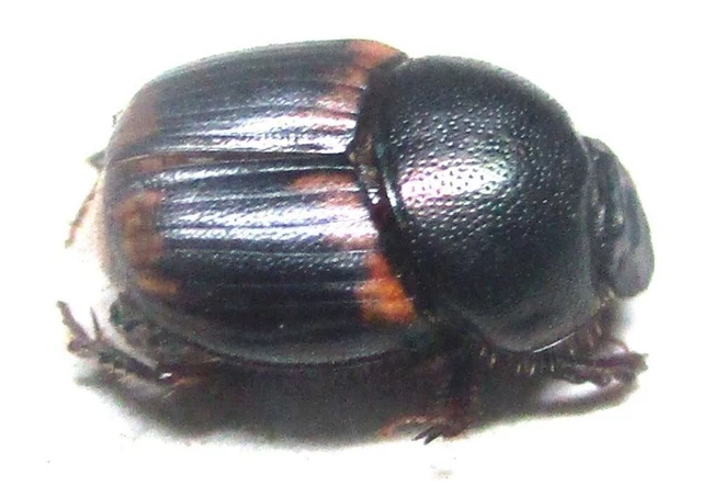 M005 PA : Onthophagus species? 6mm*****************************