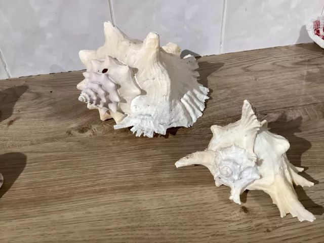 Collection Of Stunning Natural Sea Shells. (Set 1)