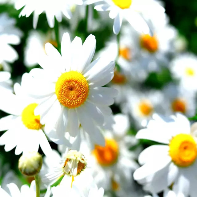 Chamomile 4000+ Seeds Spring Flower Teas Daisy Medicinal Herb Camomile Heirloom