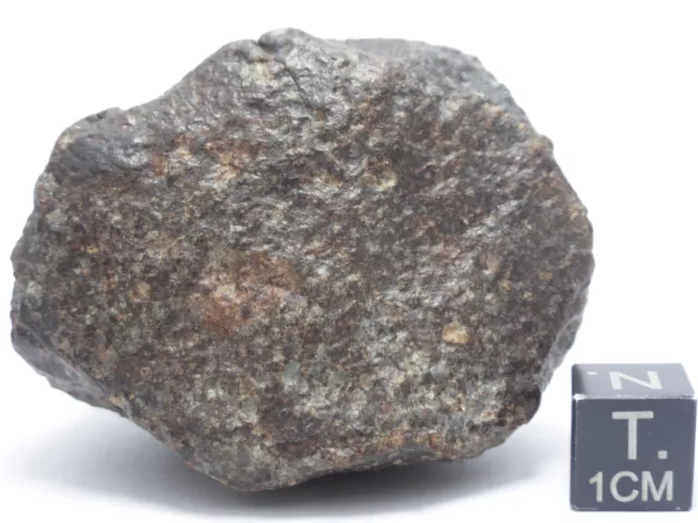 110 g NWA 869 Chondrite Meteorite