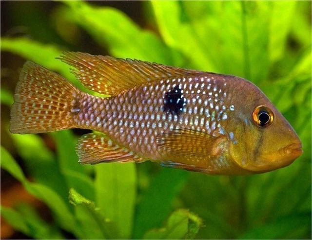 GEOPHAGUS BRASILIENSIS EARTH Eater Cichlid 5cm £20.00 - PicClick UK