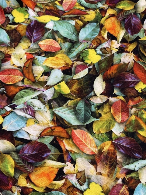 Leaf Me Be Hoffman Fall Leaves Cotton Fabric FQ Fat Quarter Or Continuous Cut