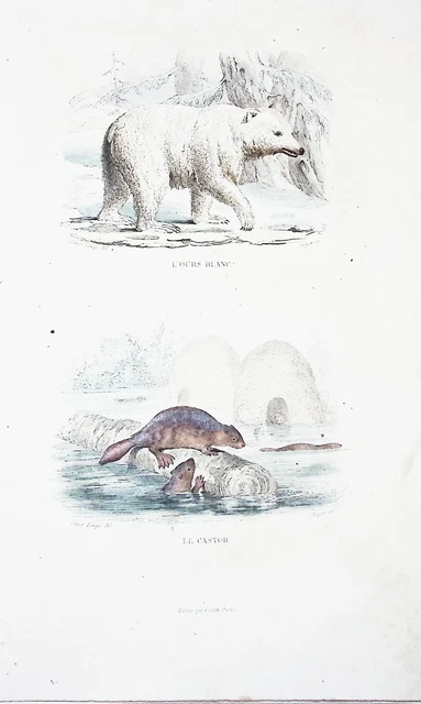Lithographie Colorise A La  Main Tire De Buffon 1834 L'ours Blanc Et Le Castor